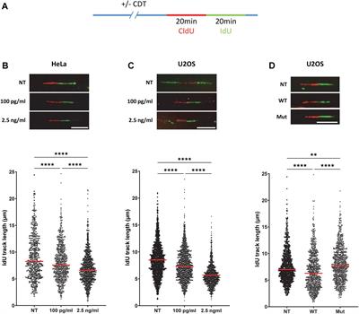 Cytolethal Distending Toxin Promotes Replicative Stress Leading to Genetic Instability Transmitted to Daughter Cells